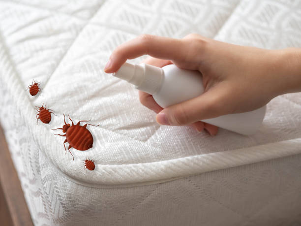 Best Spider Control Near Me  in Washoe Valley, NV