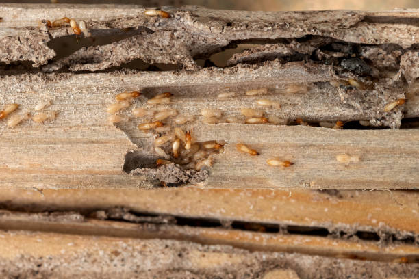 Best Wasp Removal Services  in Washoe Valley, NV