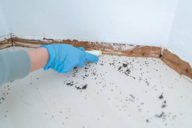 Best Best Pest Control Companies  in Washoe Valley, NV